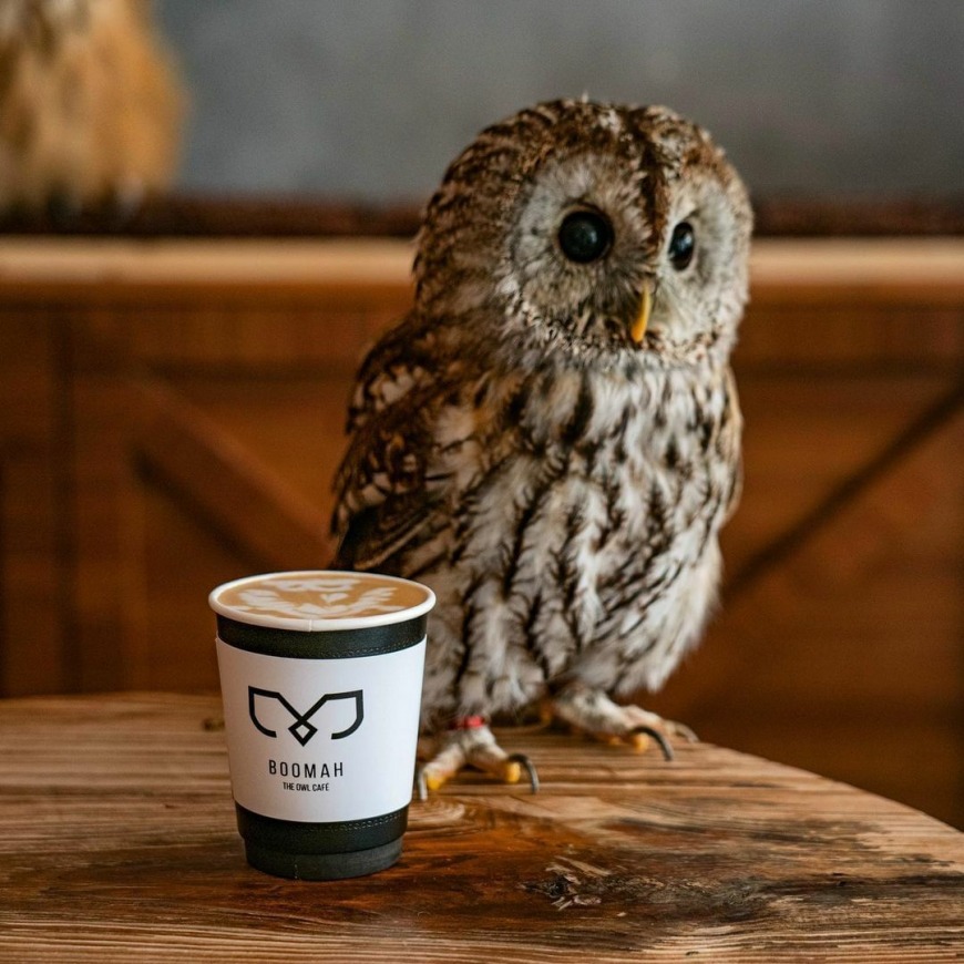 Top Animal and Pet Cafés in the UAE Top Animal and Pet Cafés in the UAE
